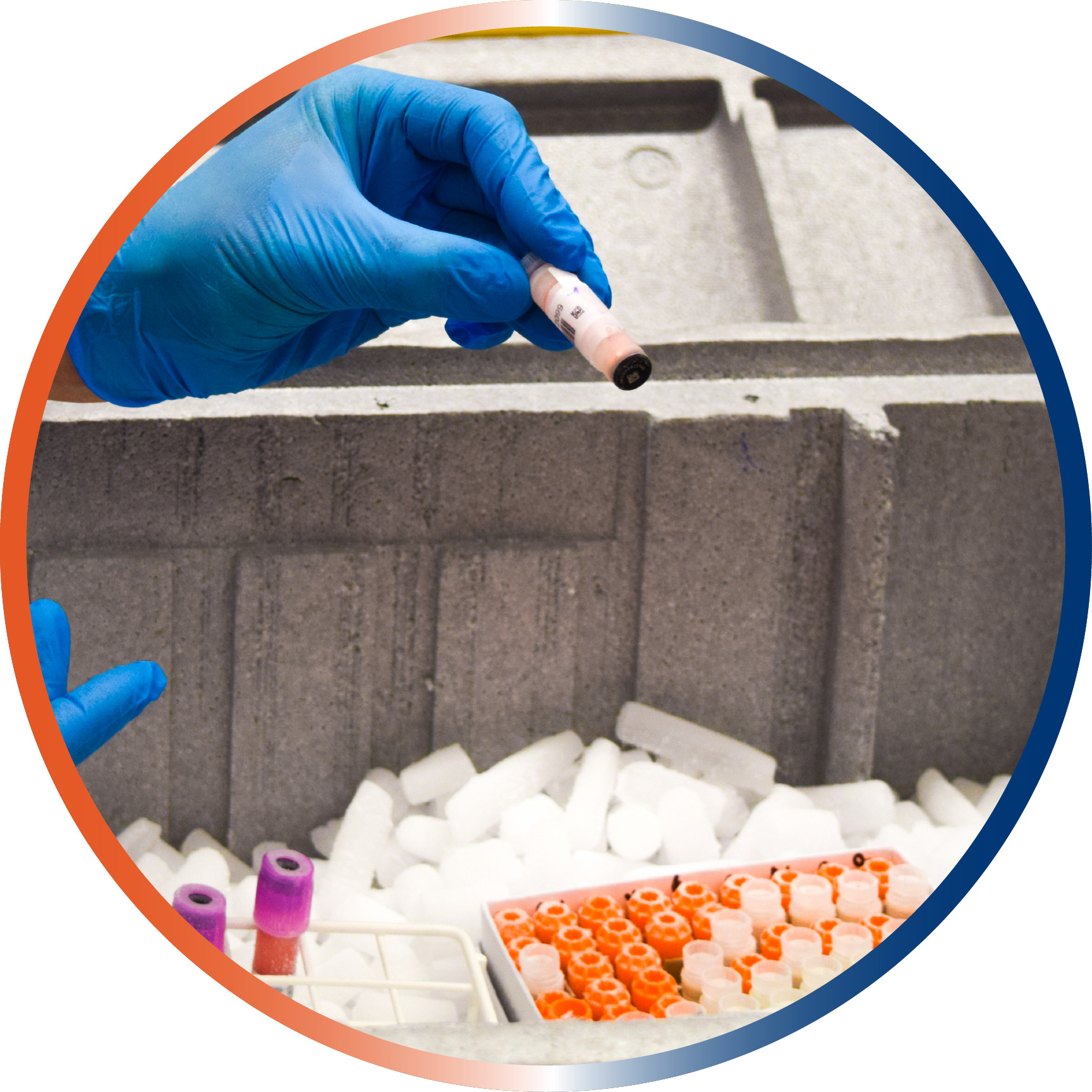 Frozen patient samples in bar-coded sample tubes on dry ice. (c) BTB