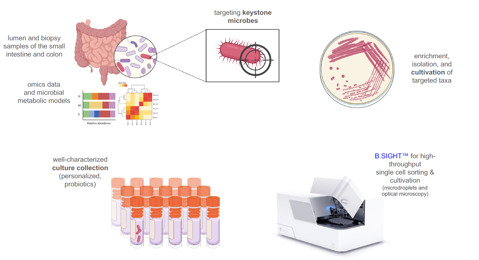 Images of test tubes, intestine and cultivation