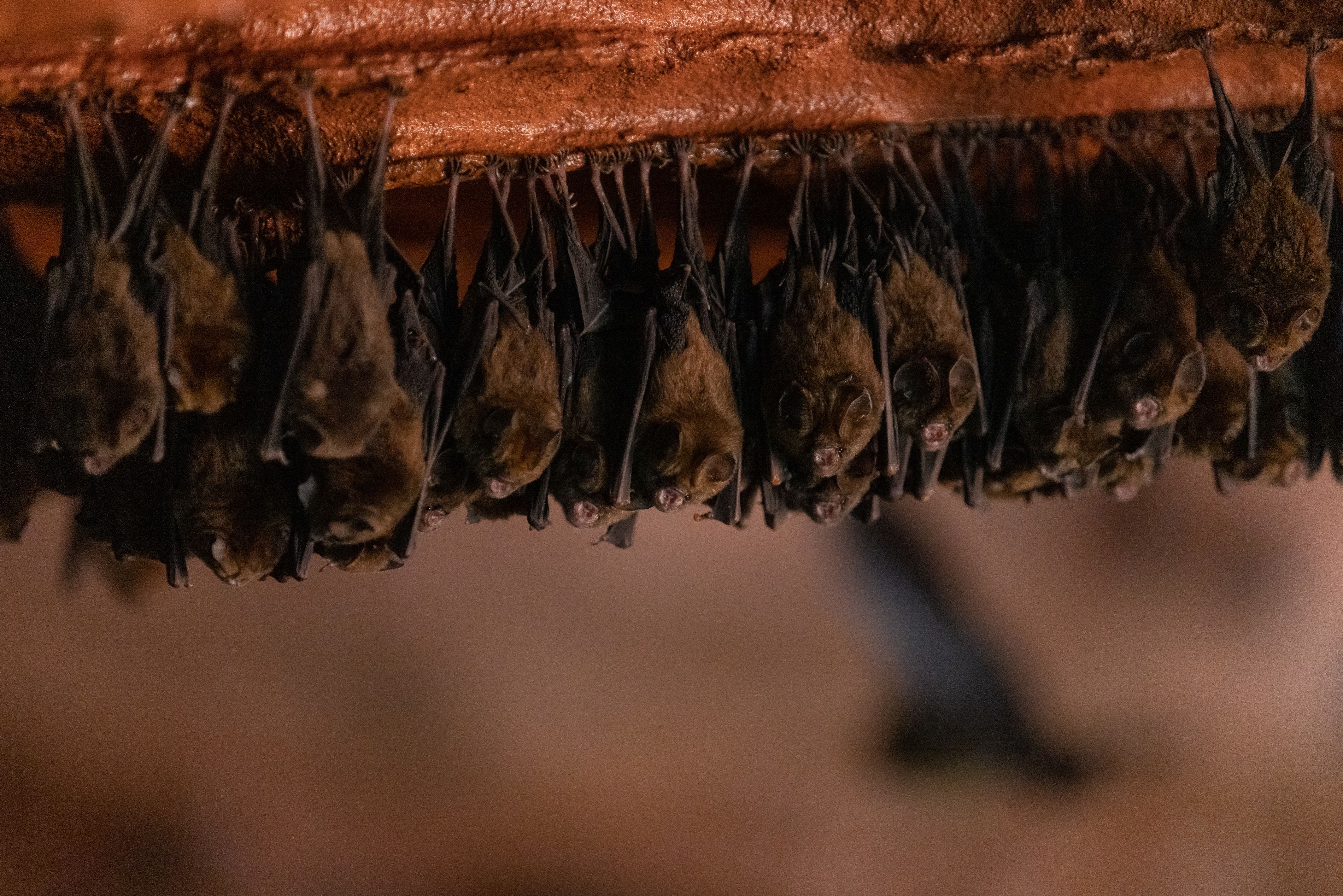 Bats hanging upside down